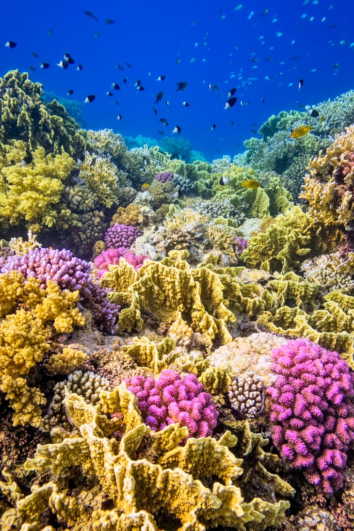 Tropical Coral Reef on Red Sea nearby Marsa Alam